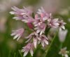 Allium mairei amabile